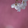 春霞・・・