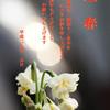 迎　　春