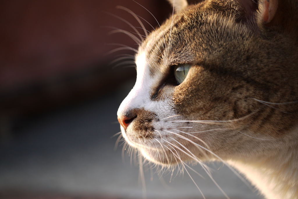 Face in profile.