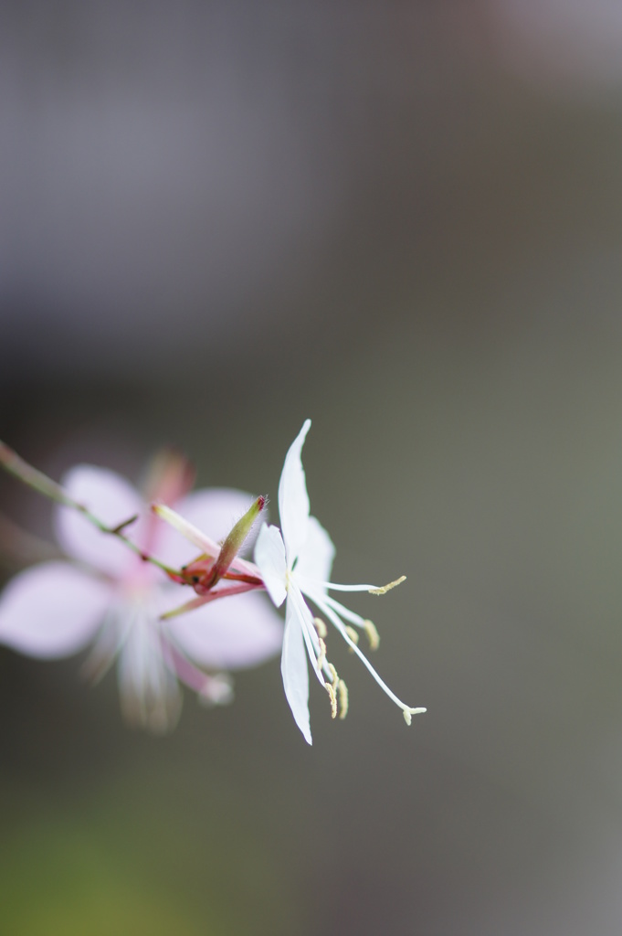 朝の散歩で出会った花　No７