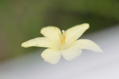 やさしい雨上がり