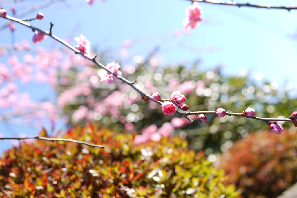 The spring beginning.