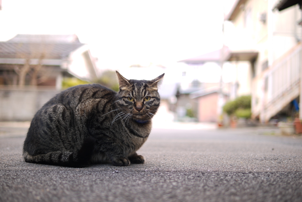 後をついてくる猫・・・