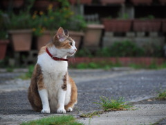 三毛猫ジョージ