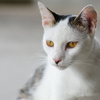 三毛猫