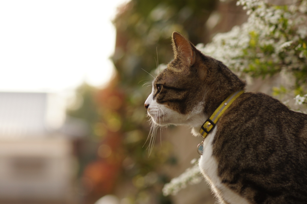 Spring to be lost in meditation.