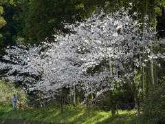 桜の木の下で・・・