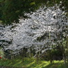 桜の木の下で・・・