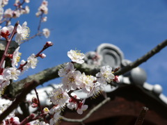 梅と甍・・・和風な風景