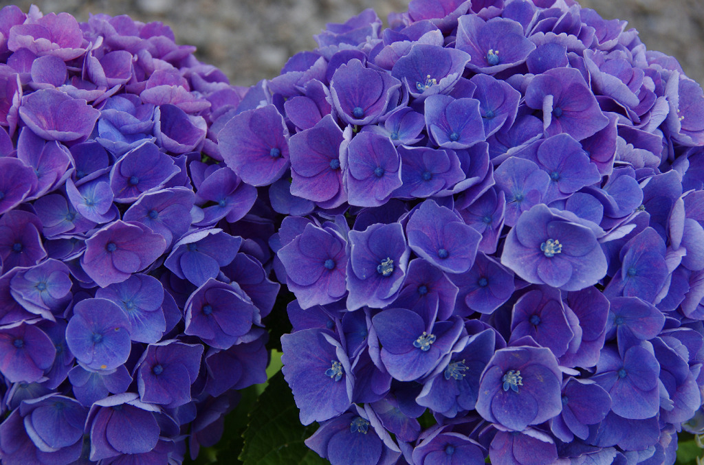 紫陽花