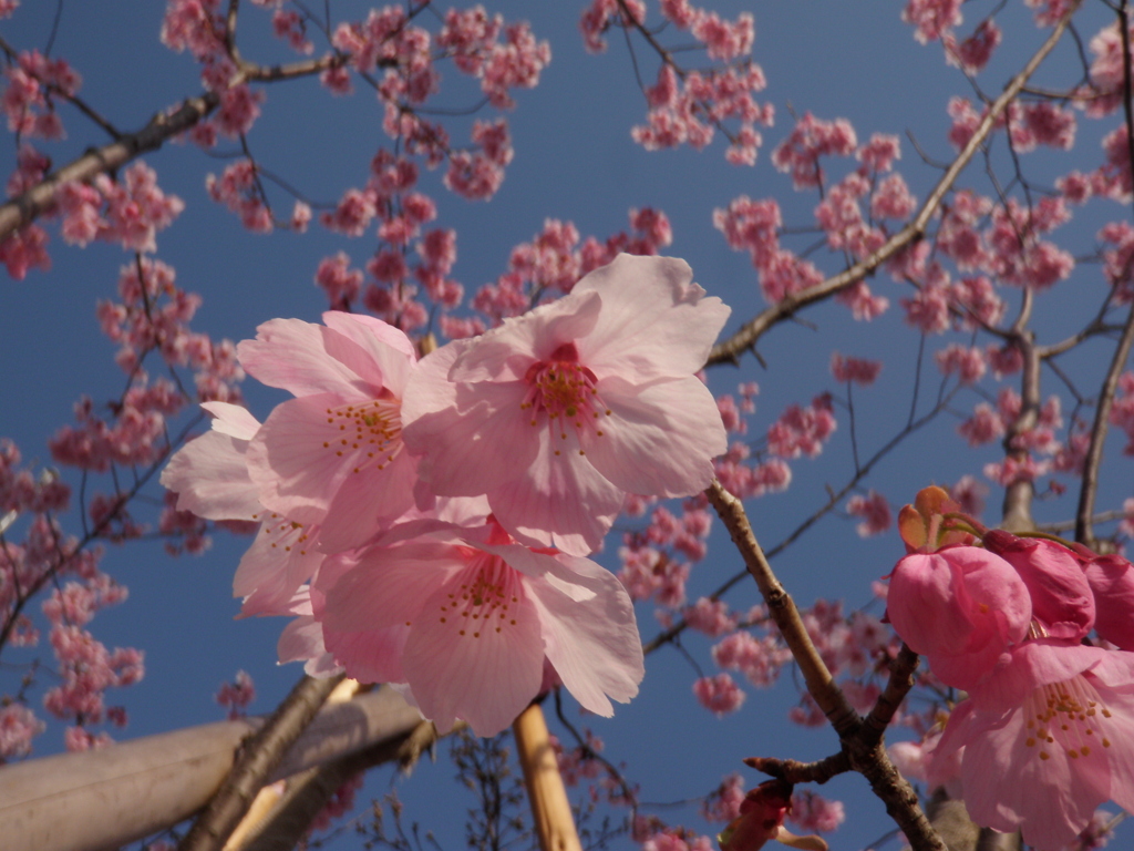 桜