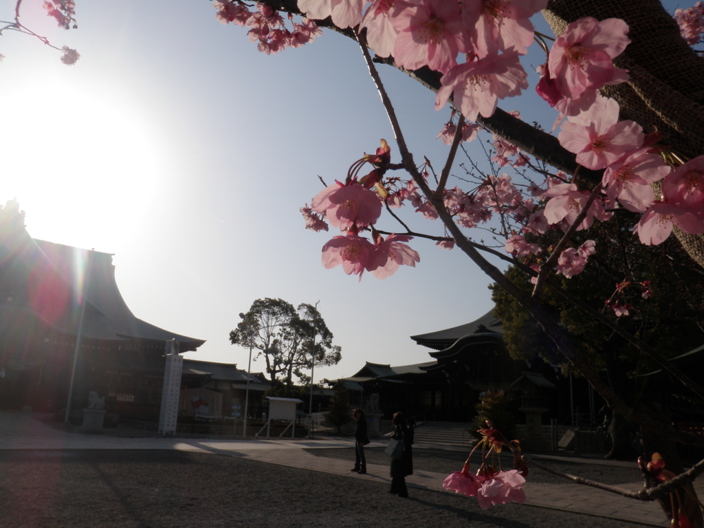 桜