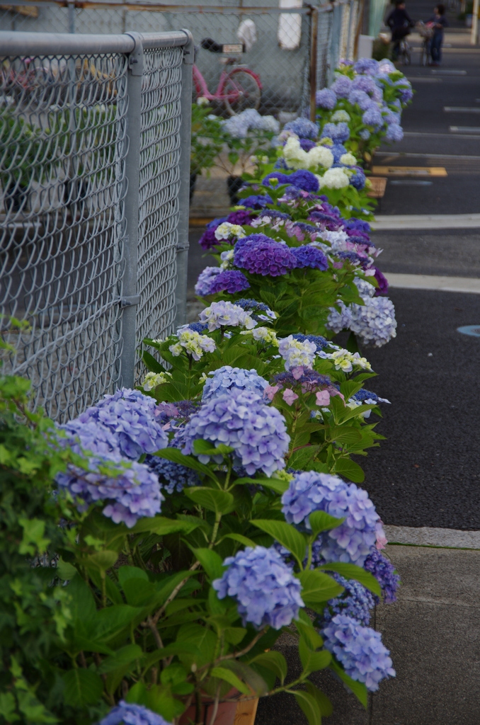 近所のあじさいロード