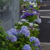 近所のあじさいロード