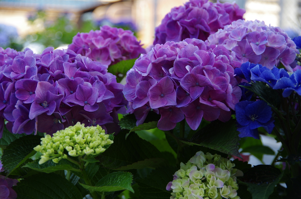 紫陽花