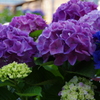 紫陽花