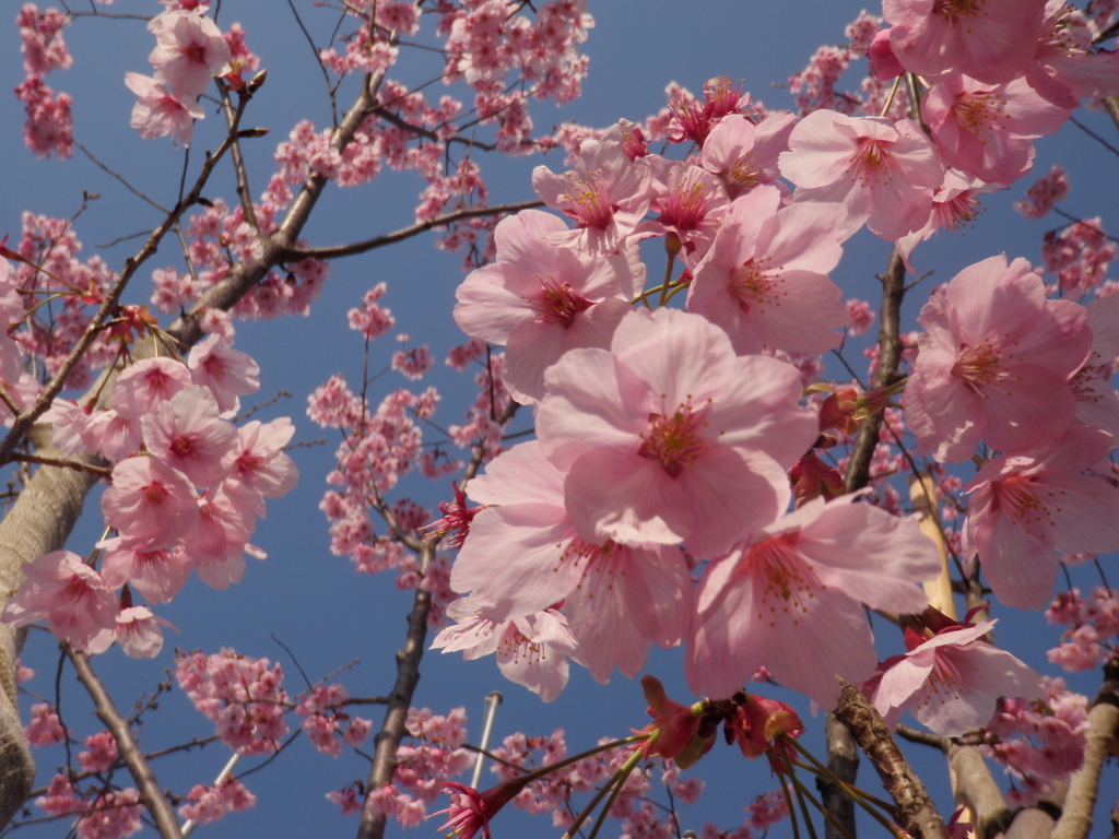 桜