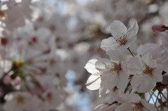 桜の花