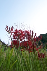 彼岸花