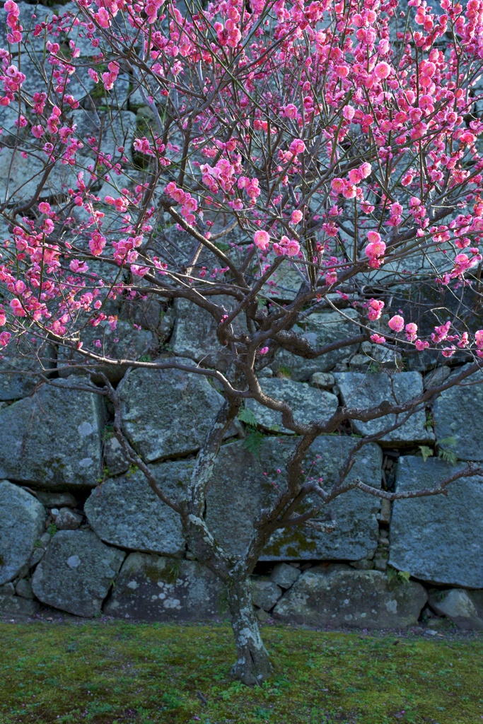 ume@stone