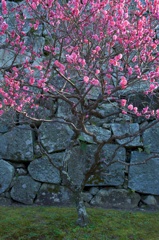 ume@stone