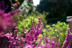 purple