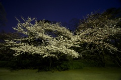 夜桜