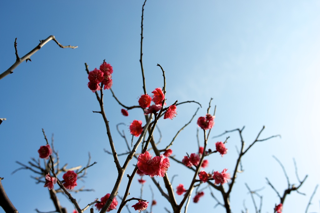 ume@sky