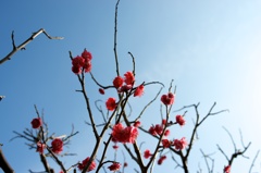 ume@sky
