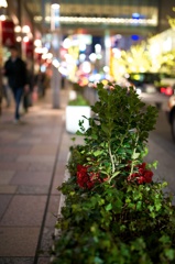 Xmas color