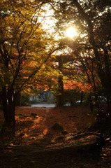 紅葉