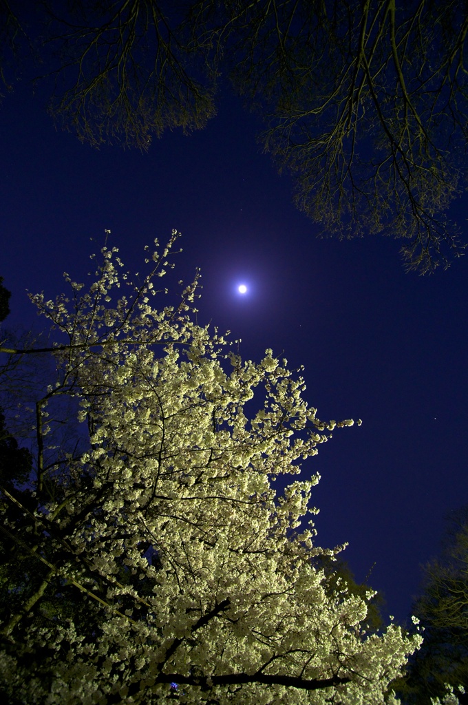 月と桜