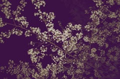 a cherry tree@night