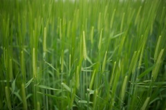 a rice plant