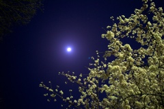 月と桜　その２