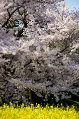 a cherry blossoms & rape blossoms
