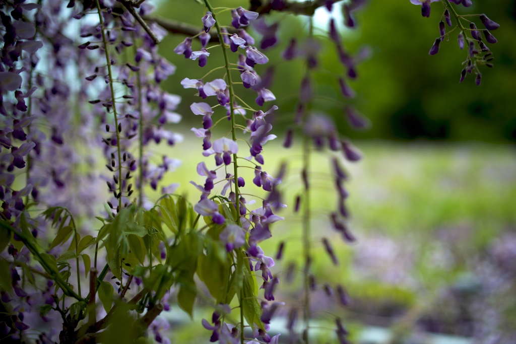 a wisteria