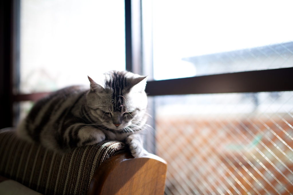 nap