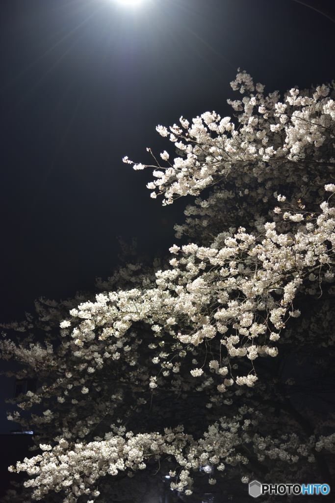 夜桜見物３