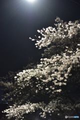 夜桜見物３
