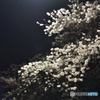 夜桜見物３