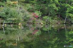 もうすぐ紅葉です