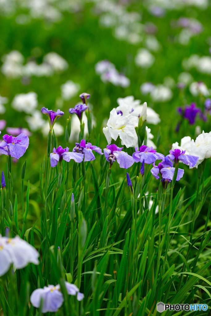 「あやめ」でしょ！、「花菖蒲」です？