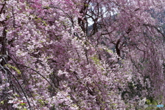 峠のしだれ桜