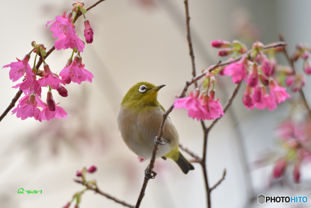 寒緋桜とメジロ