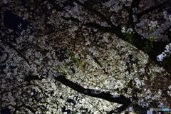 夜桜見物１
