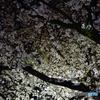 夜桜見物１