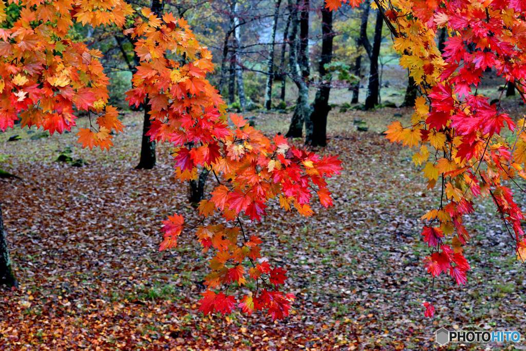 八千穂高原の紅葉
