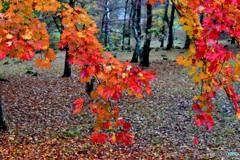 八千穂高原の紅葉