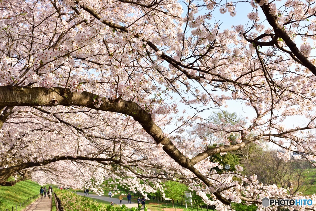 花のトンネルくぐって